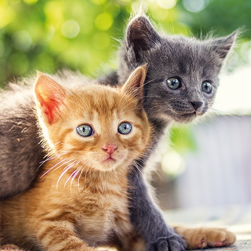 chaton