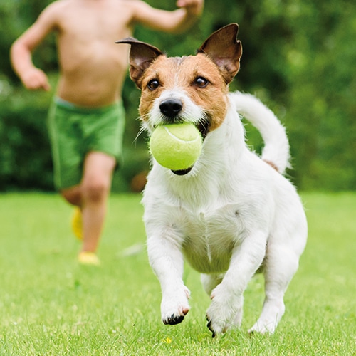 Chiens  Naturama Dorlisheim