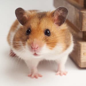 hamster ordinaire