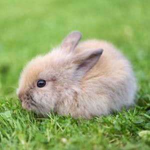 lapin