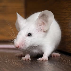 souris