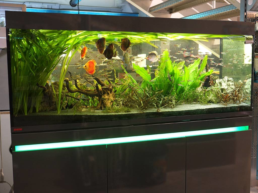 Poisson rouge : aquarium, alimentation et plus