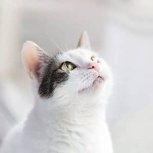 chat