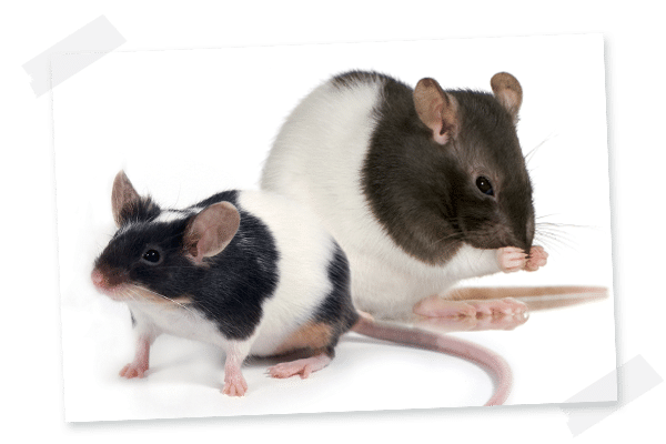 rat