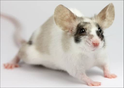 souris couleur