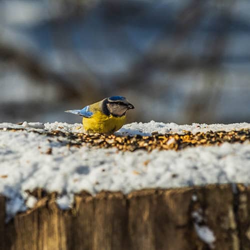 Aidez les oiseaux du ciel avec l'alimentation 4 saisons Menu nature Versele  laga