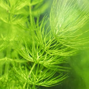 Ceratophyllum