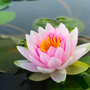 Nénuphar