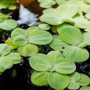Pistia
