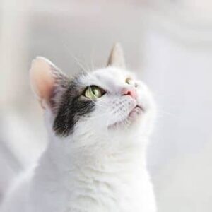 chat