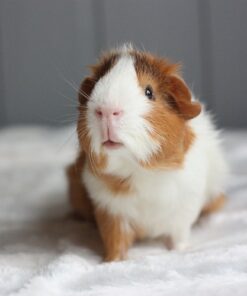 Votre cochon d'inde a-t-il assez de vitamine C ?