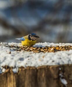 Aidez les oiseaux du ciel avec l'alimentation 4 saisons "Menu nature" Versele laga