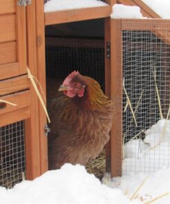 Aidez votre basse-cour à s'abreuver pendant l'hiver avec le chauffe abreuvoir Farmline